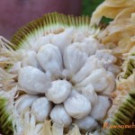 The Top 10 Exotic Fruits You Must Try