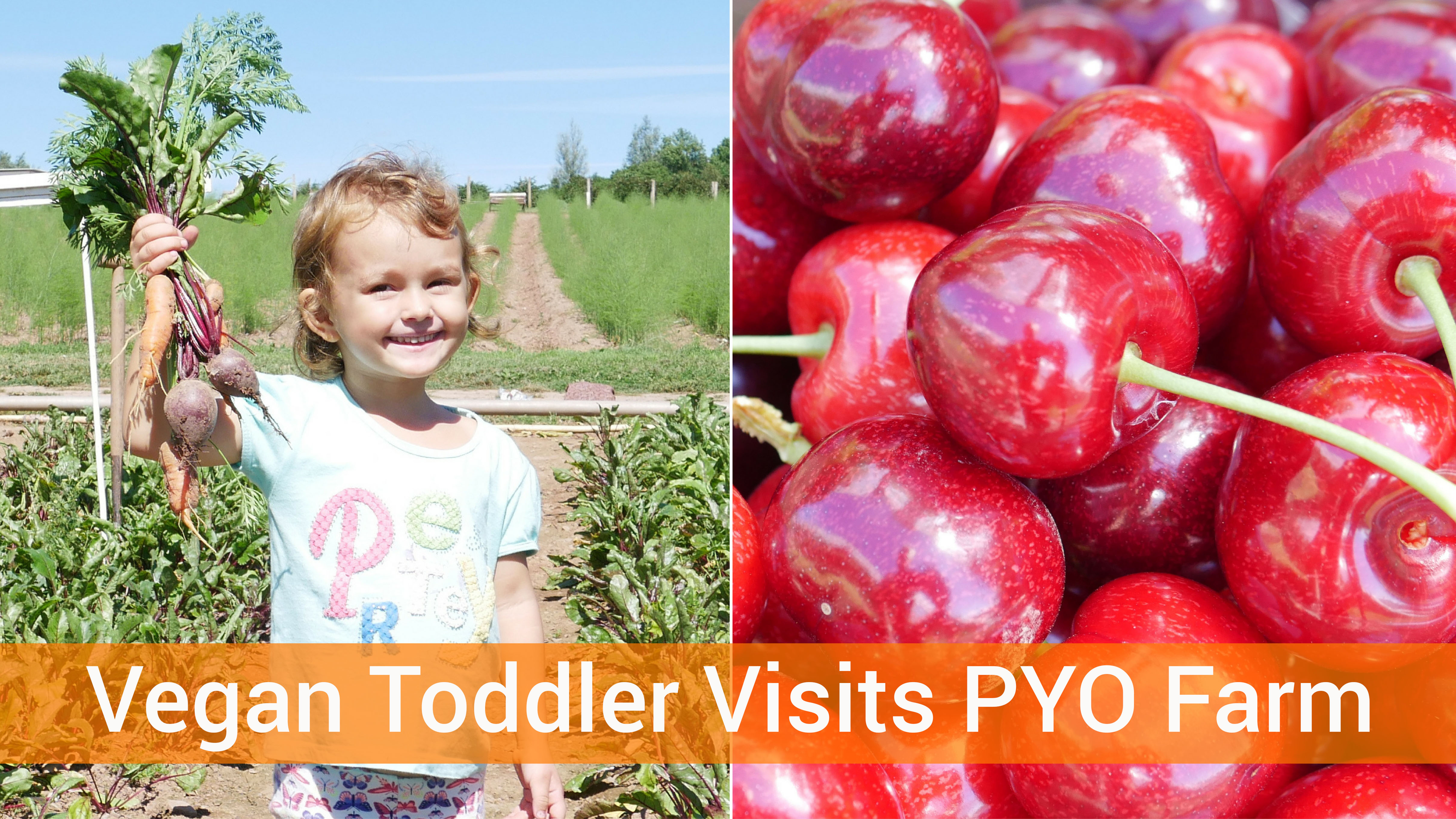 Vegan Toddler Visits Pick Your Own Farm In England